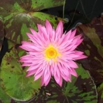 Growers Choice Tropical Water Lily 2-Pack (Day Blooming)