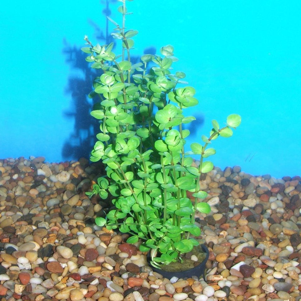 Rotala Indica Aquatic Plant