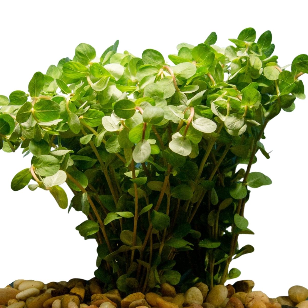 rotala red or indica