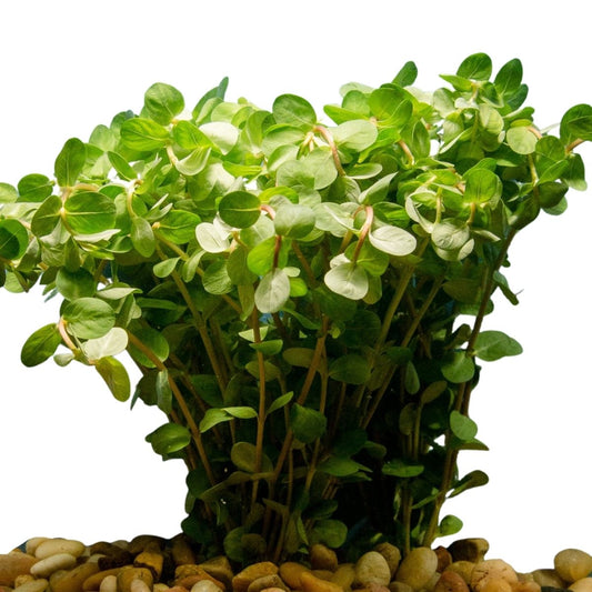 rotala red or indica