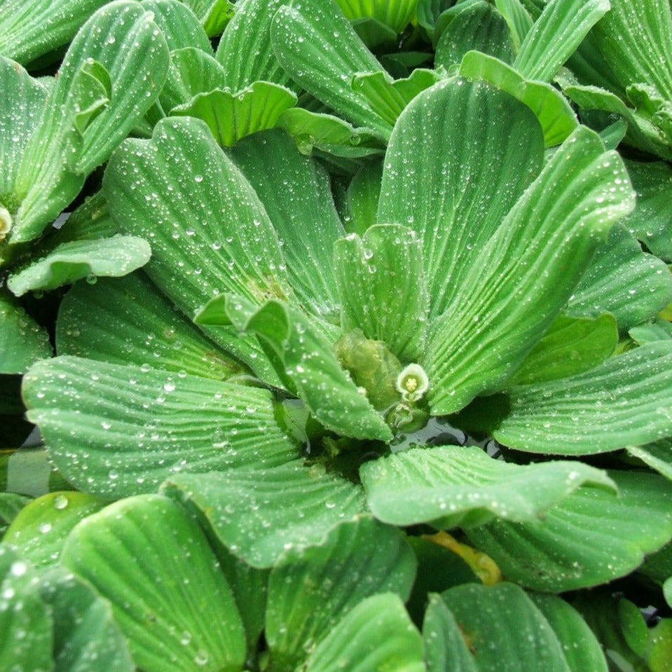 Floating pond plants water lettuce