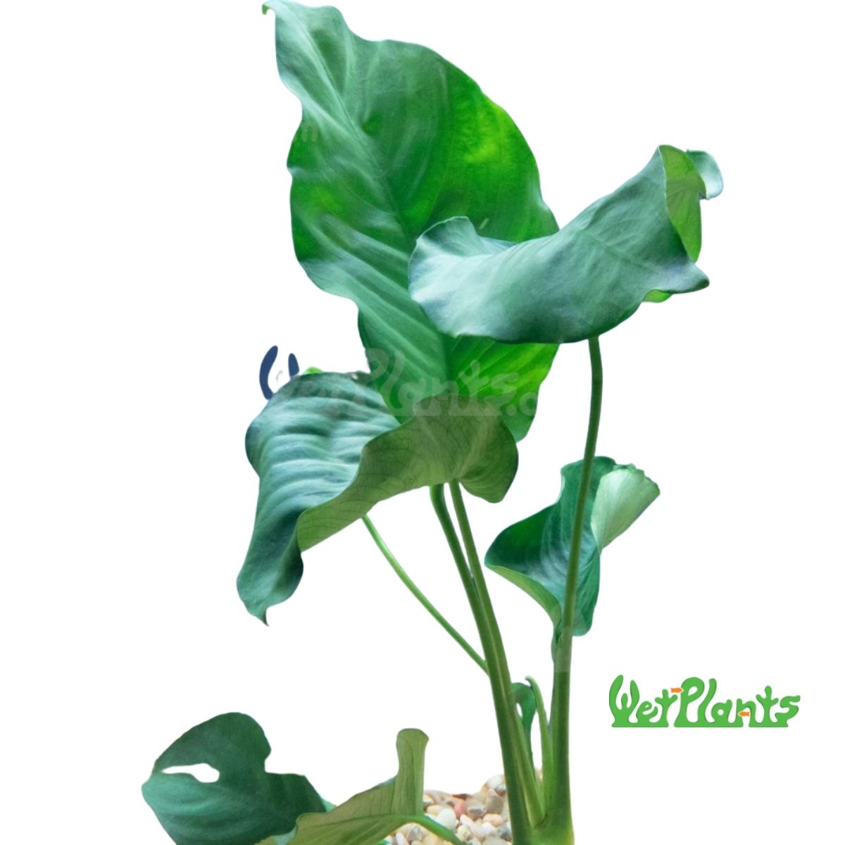 Anubias Barteri Aquatic Plant