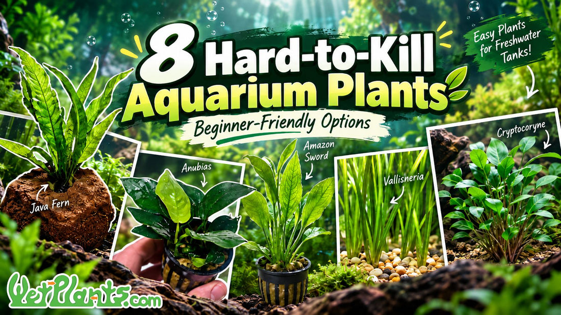 8 hard to Kill Aquarium Plants from WetPlants.com