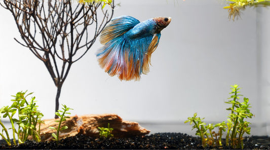 Best Aquarium Plants for Betta Fish