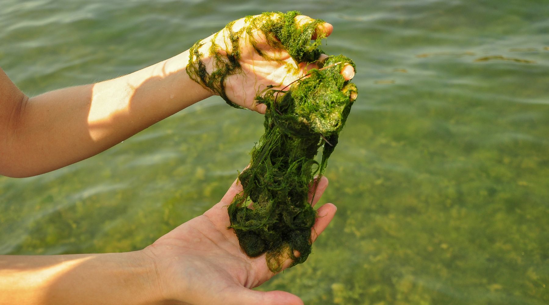 Harnessing the Power of Aquatic Plants to Combat Algae in Your Pond