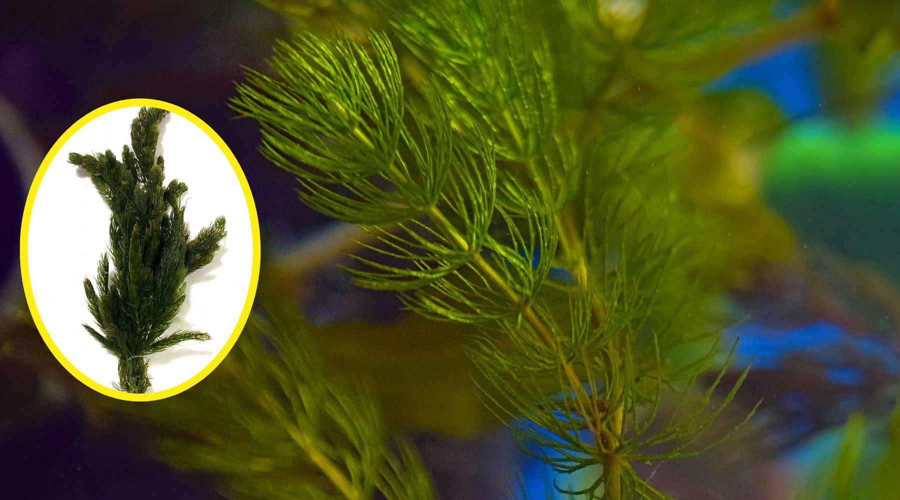Hornwort and Its Marvelous Benefits for Your Pond or Aquarium