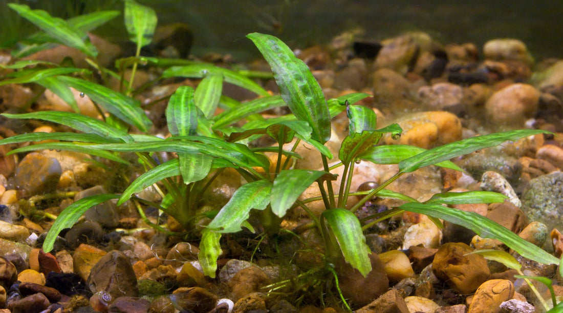 wetplants Cryptocoryne Care 101: A Guide to Thriving Aquatic Elegance