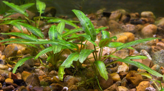 wetplants Cryptocoryne Care 101: A Guide to Thriving Aquatic Elegance