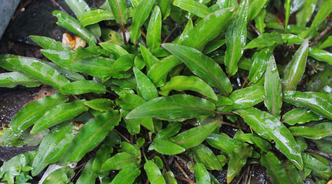  WetPlants Aquatic Plant of the Month Cryptocoryne Wendtii