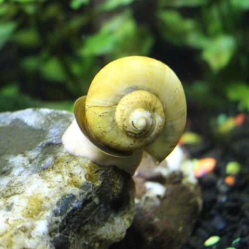 aquarium snails