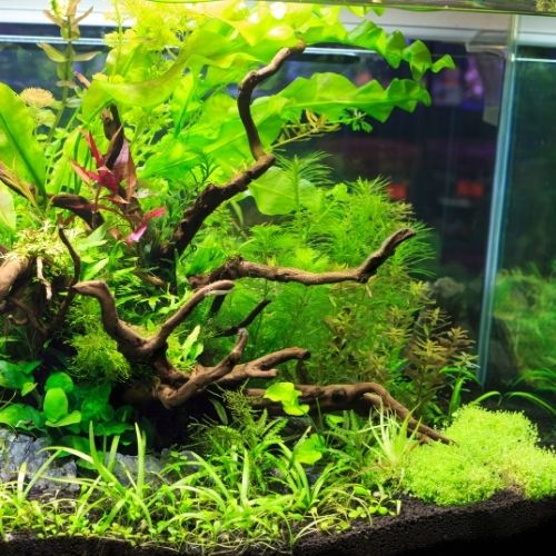 planted tank