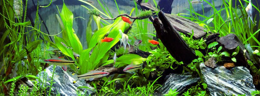 Beginner Aquarium Plants That Are Easy, Attractive, and Low-Maintenance