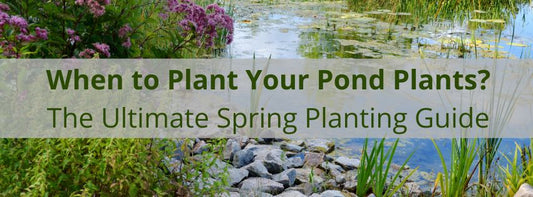 When to Plant Your Pond Plants: The Ultimate Spring Planting Guide