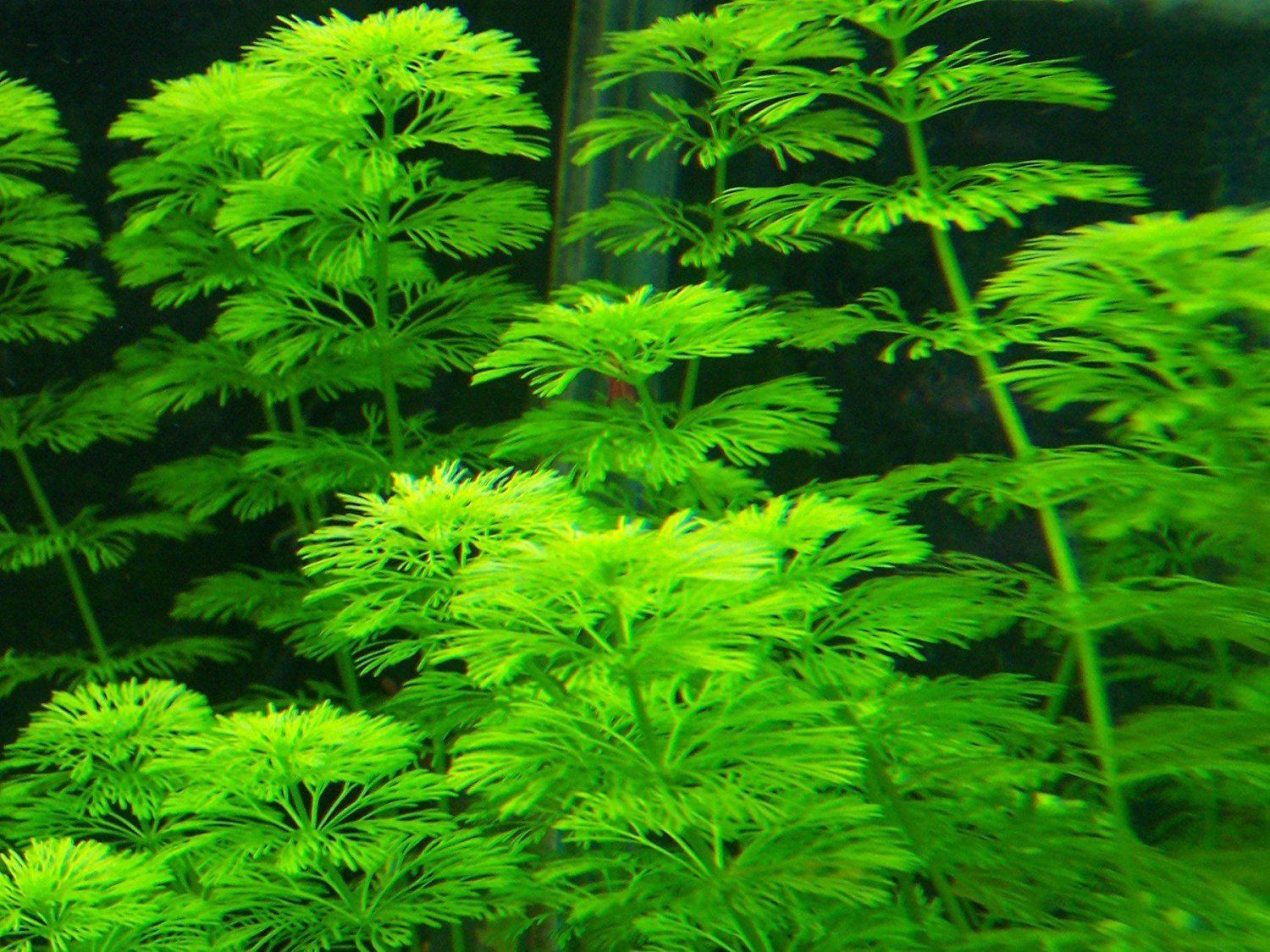 Bunch Aquatic Plants
