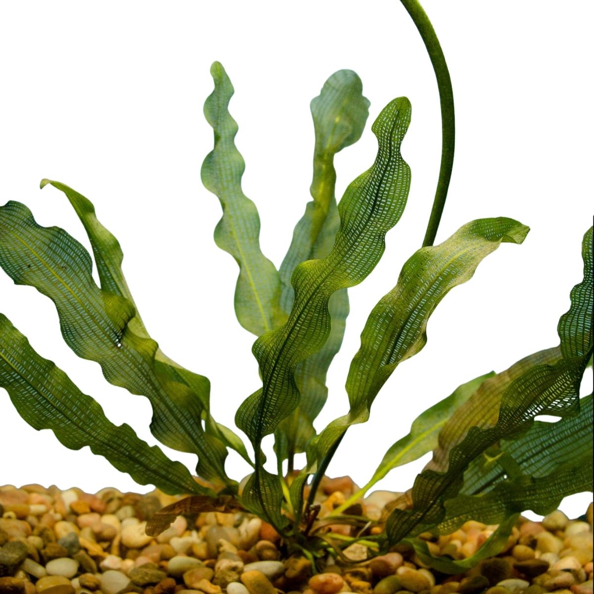 aponogetons