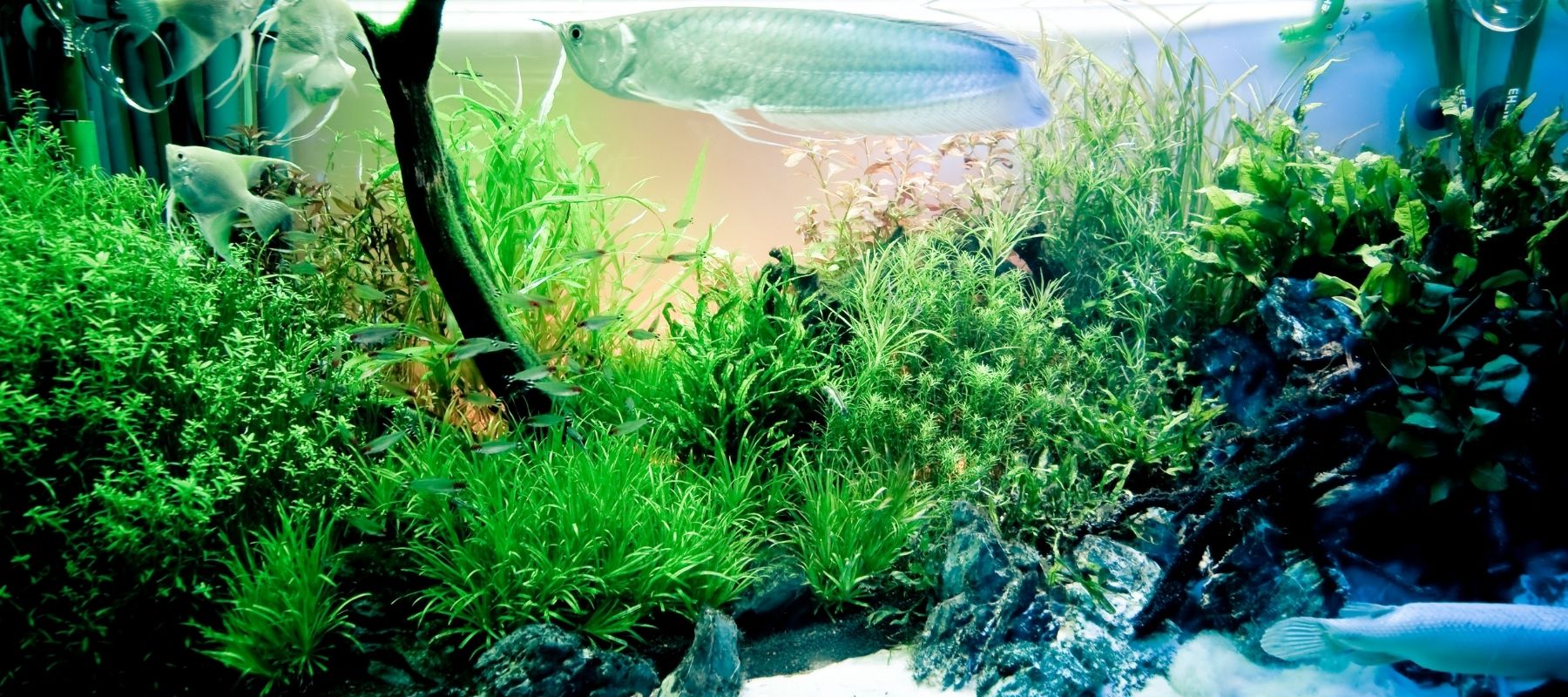 Freshwater Aquatic Plants