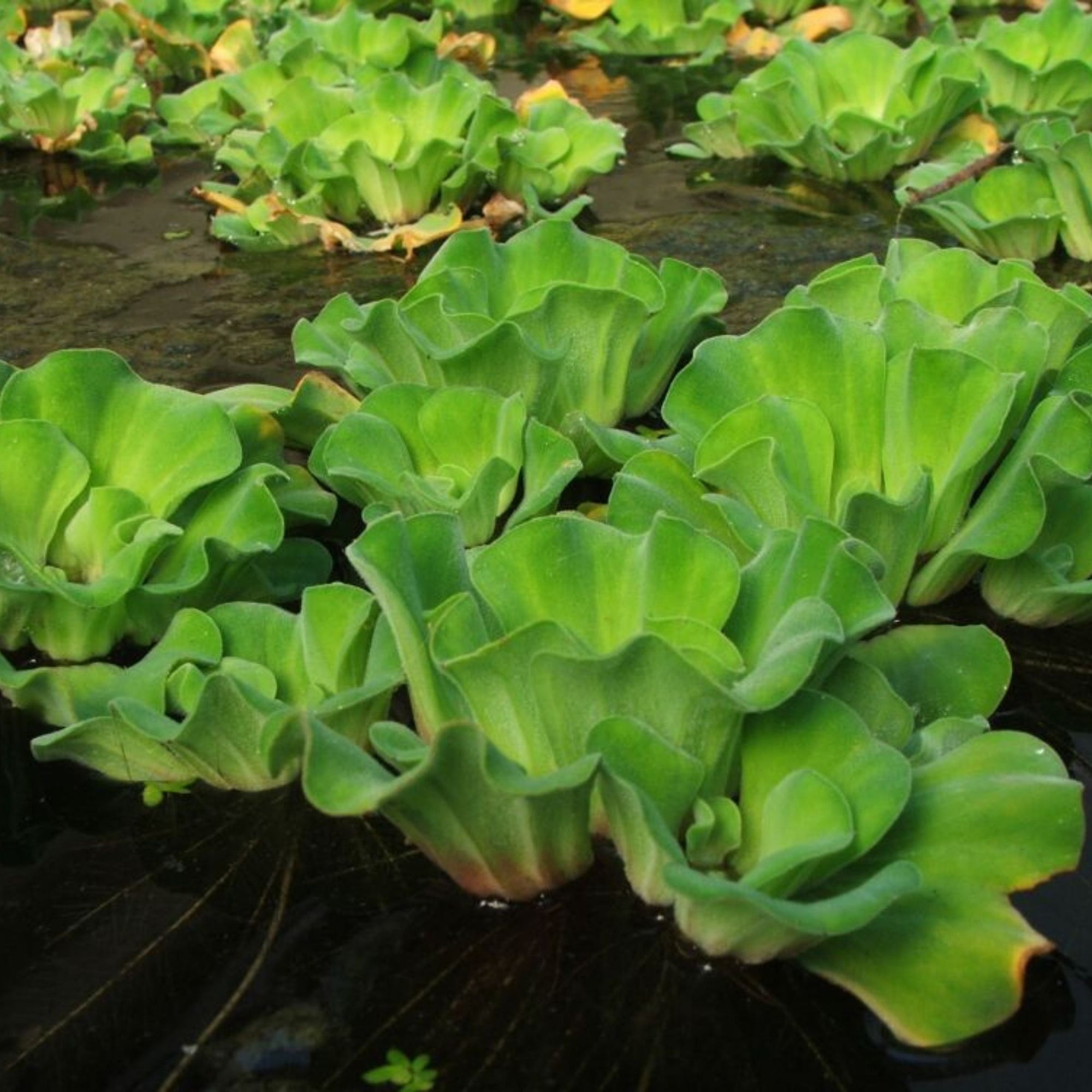 Floating Pond Plants