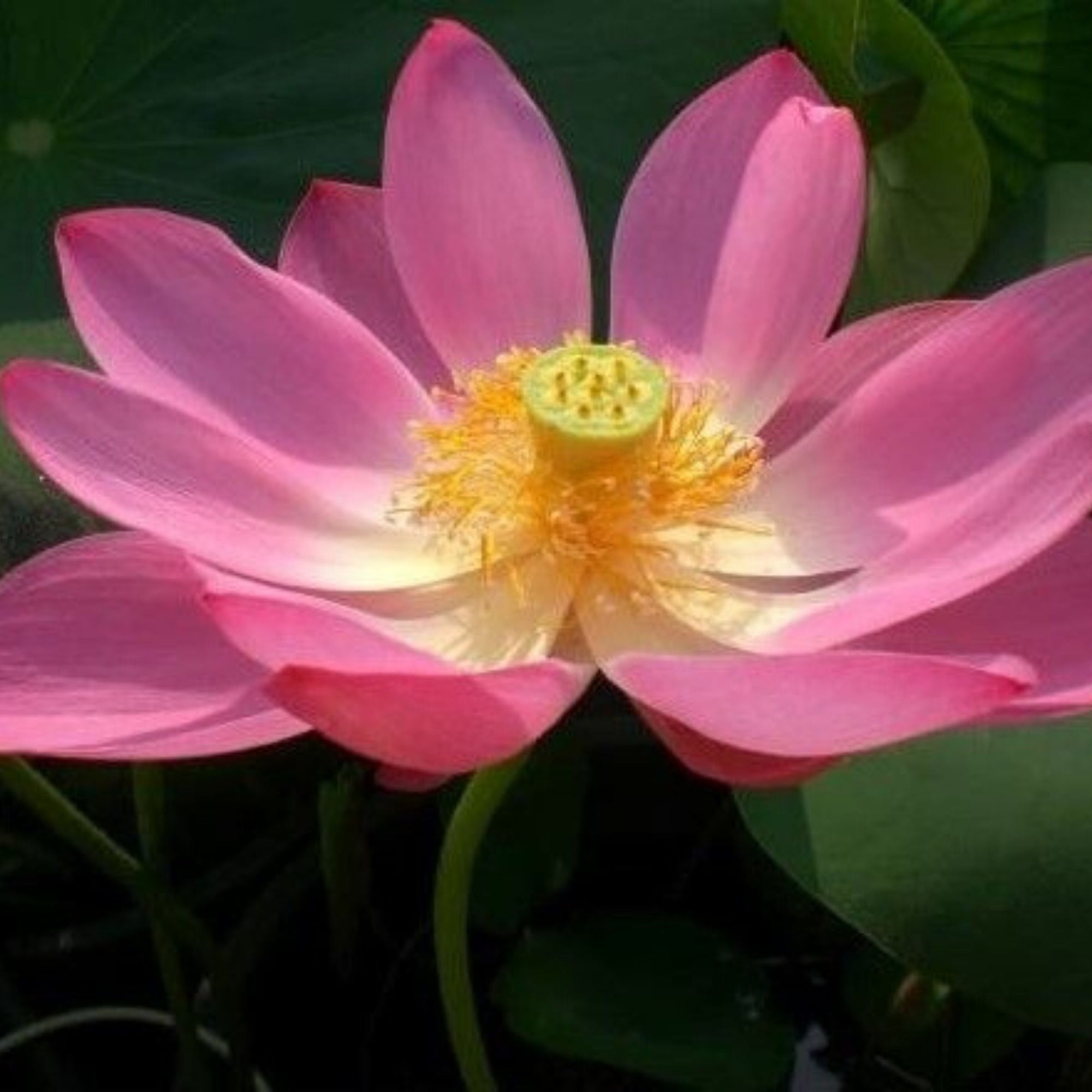 Lotus Pond Plants