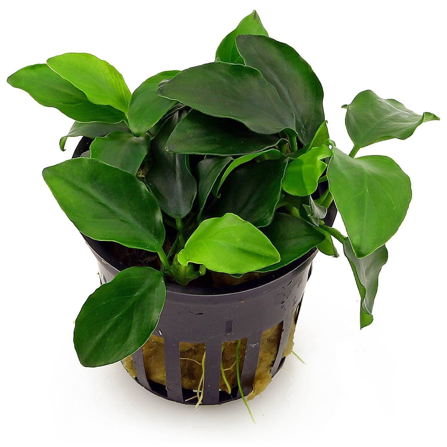 Potted