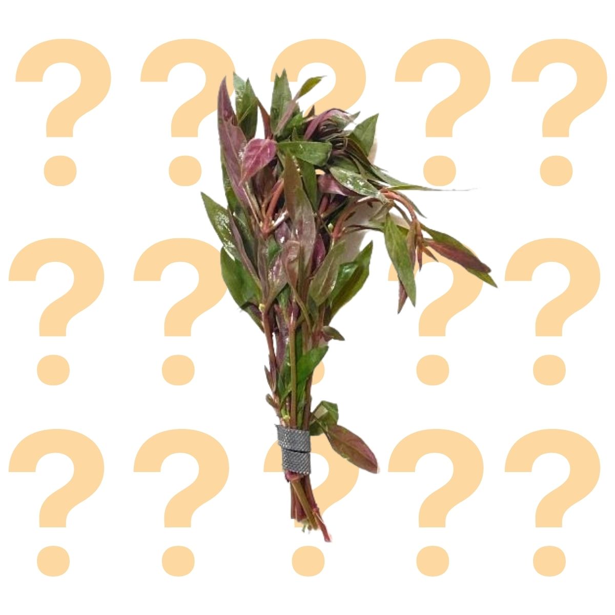 mystery plant packs from wetplants