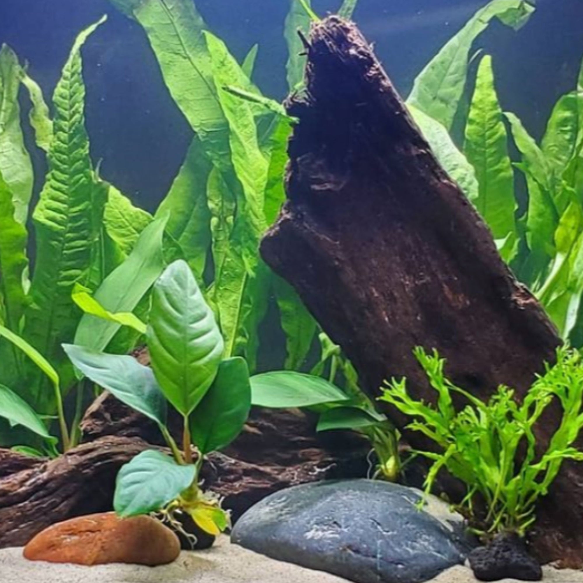 Brackish Aquatic Plants