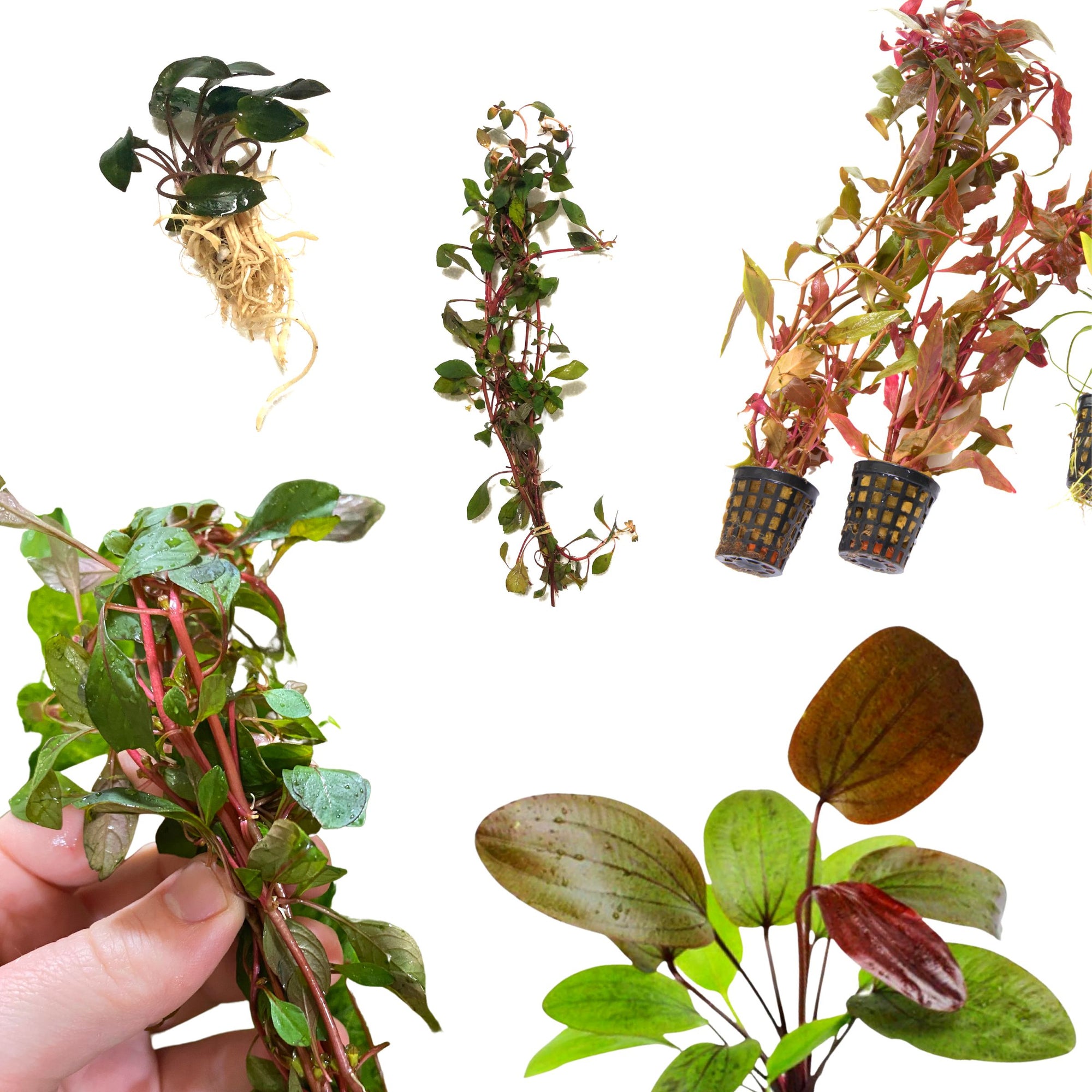 Red Plants