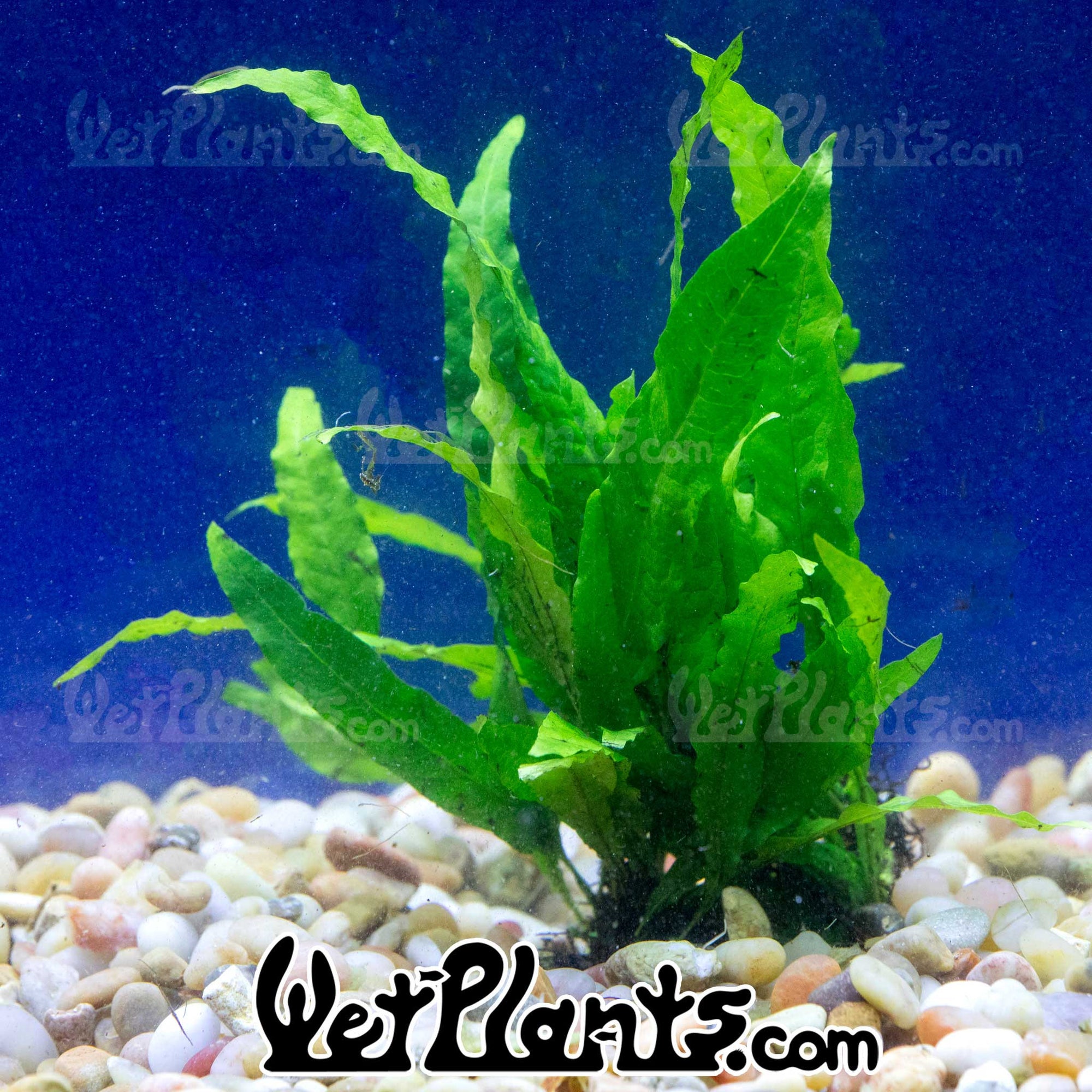 Exotic Aquatic