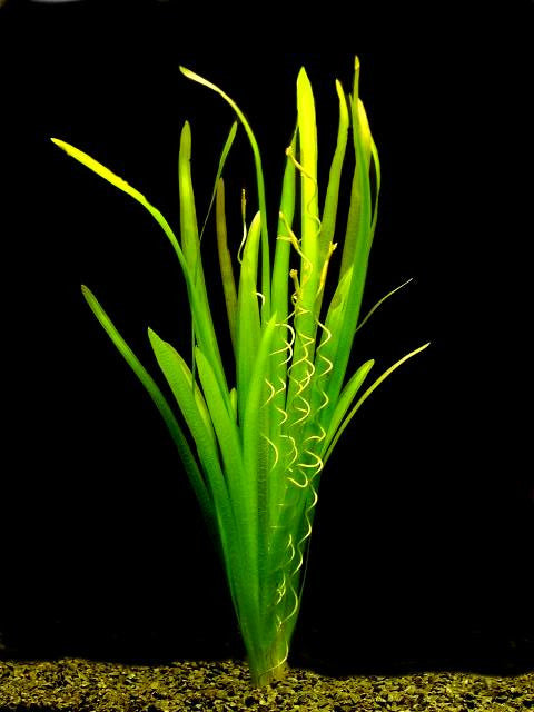 Grasslike