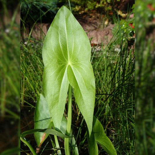 Arrowhead (Sagittaria latifolia) Pond Marginal plant WetPlants