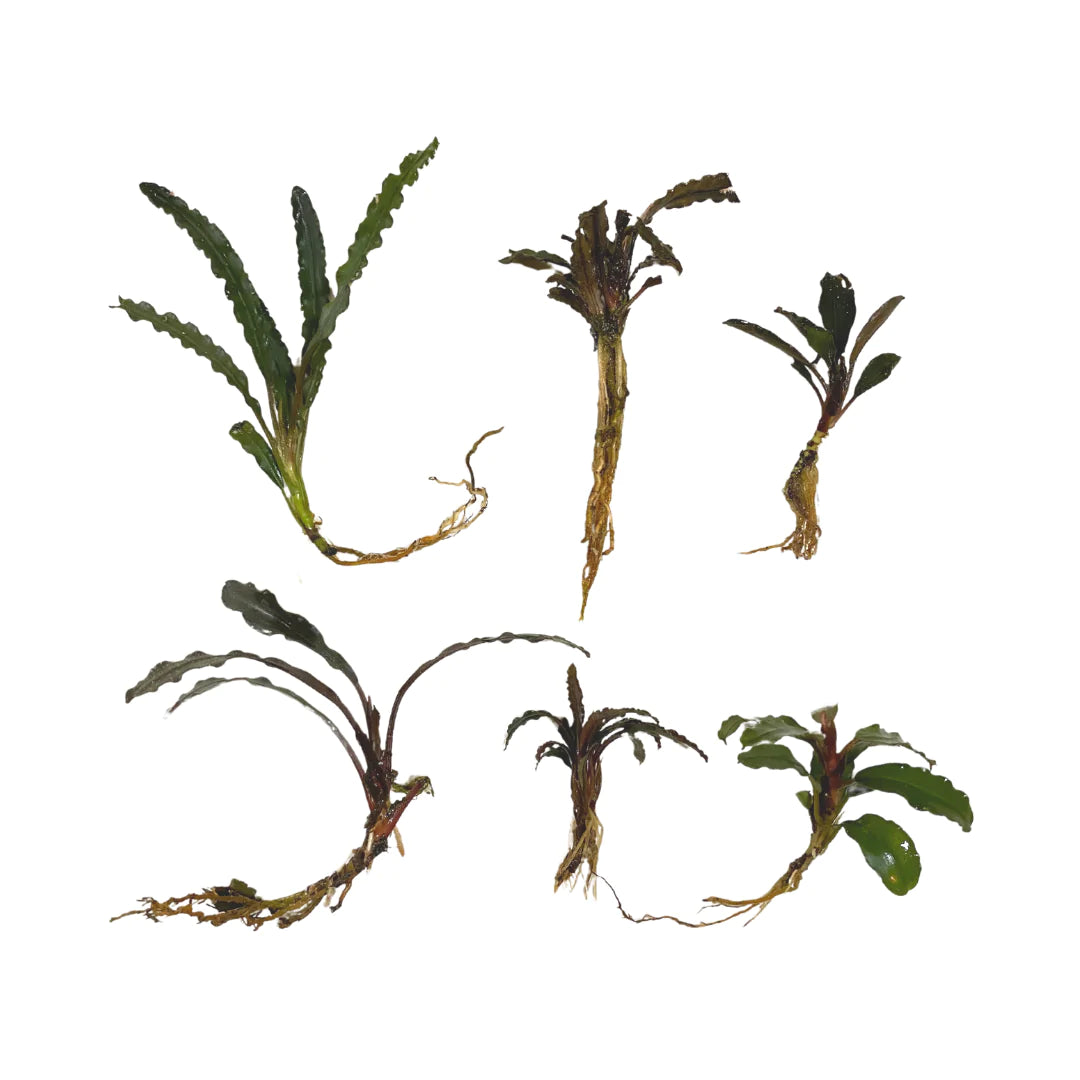 Buce Plant Pack