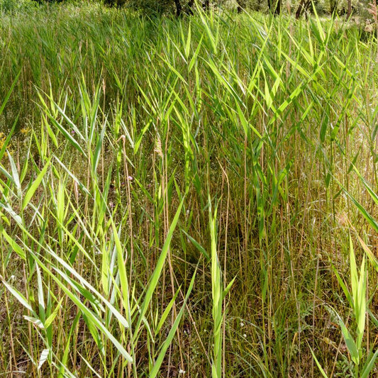 Candy Striped Reed (Phragmites australis 'Candy Stripe') Pond Marginal plant WetPlants