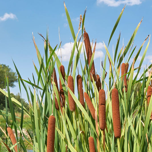 Cattail (Typha latifolia)