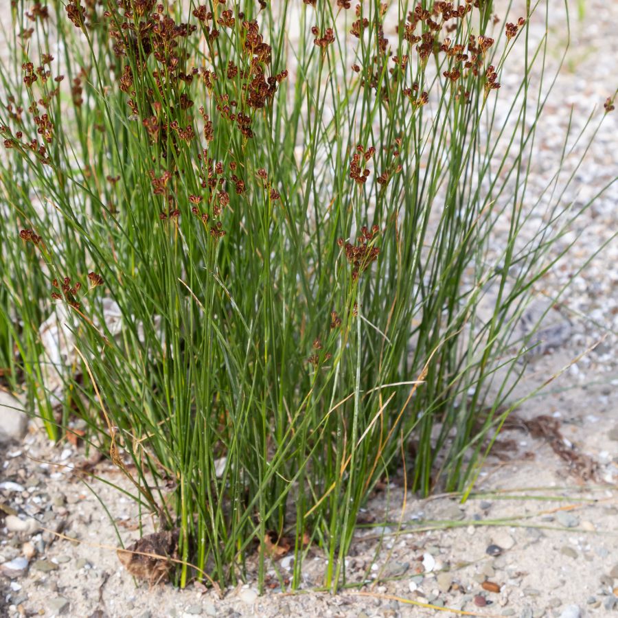 Common Rushes Plan Common Rush (Juncus effusus) 2