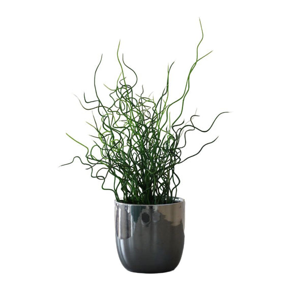 Corkscrew Rush (Juncus effusus 'Spiralis') 2