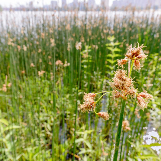 Giant Bullrush Schoenoplectus californicus Pond Marginal plant WetPlants