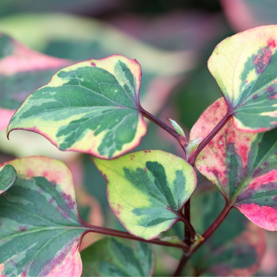 Houttuynia Chameleon (Houttuynia cordata 'variegata') Pond Marginal plant WetPlants