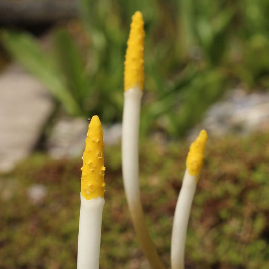 Golden Club (Orontium aquaticum) Pond Marginal plant WetPlants