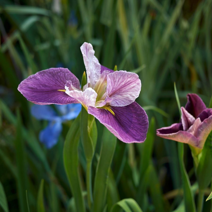 Louisana Iris Pond Marginal plant WetPlants 4