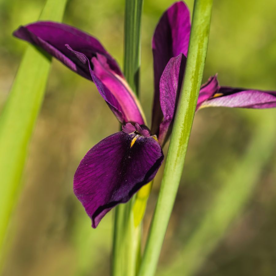 Louisana Iris Pond Marginal plant WetPlants 2