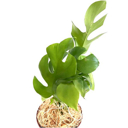 Monstera Deliciosa Tropical House Plants WetPlants 2