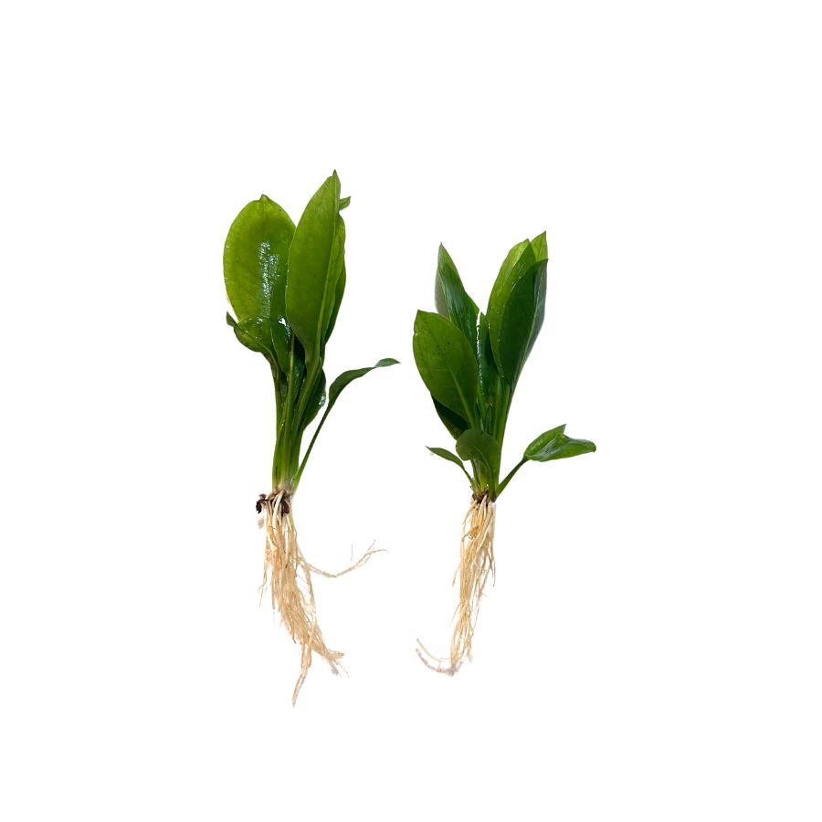 Overstock Aquatic Plants