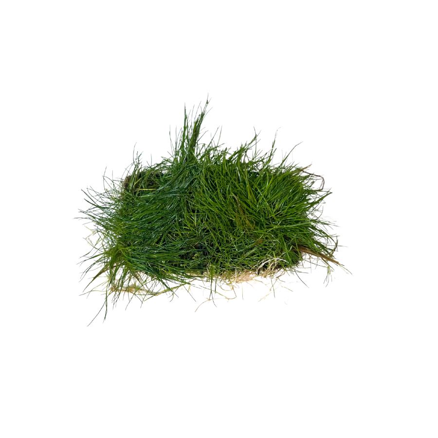 Overstock Aquatic Plants