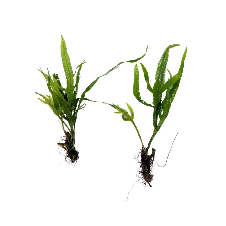 Overstock Aquatic Plants