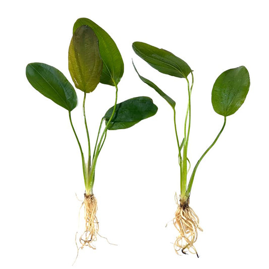 Overstock Aquatic Plants