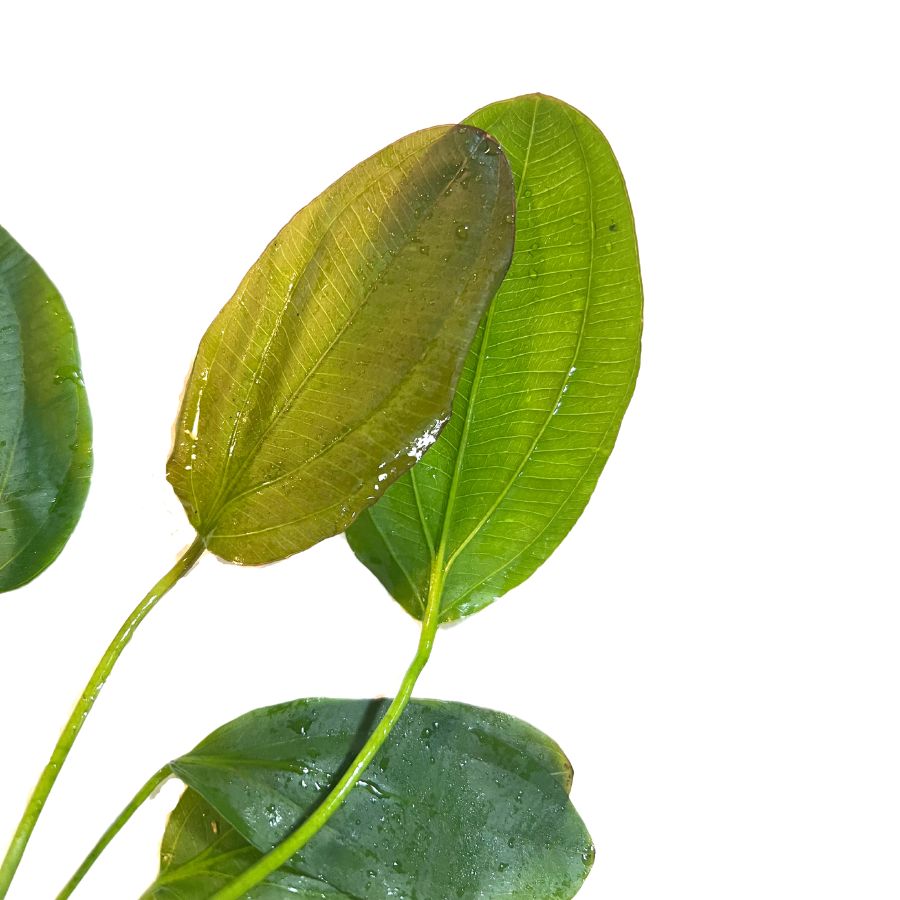 Ozelot Sword Plant