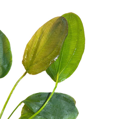 Ozelot Sword Plant