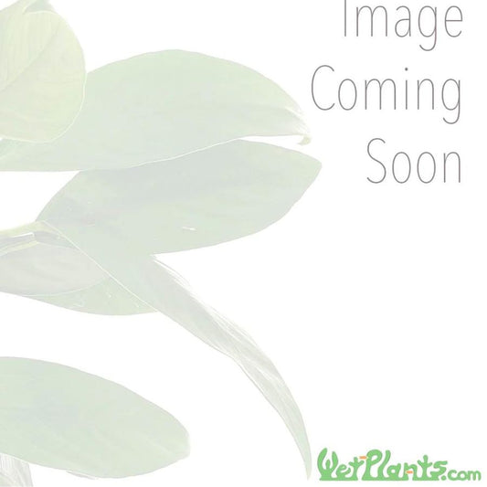 Four Leaf Clover 'Marsilea quadrifolia' 2" Potted hardy Marginal Plant