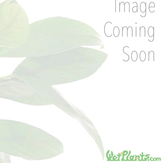 Cattail (Typha latifolia)