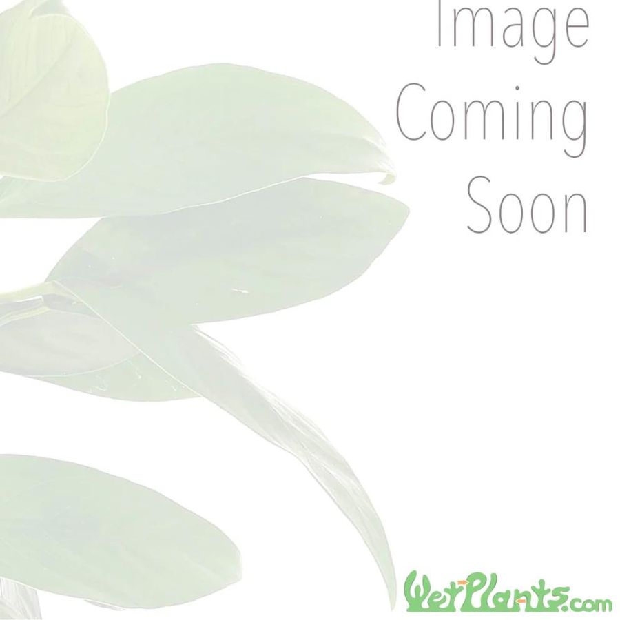 Japanese Iris (Iris kaempferi) 2" Potted Hardy Marginal Plant