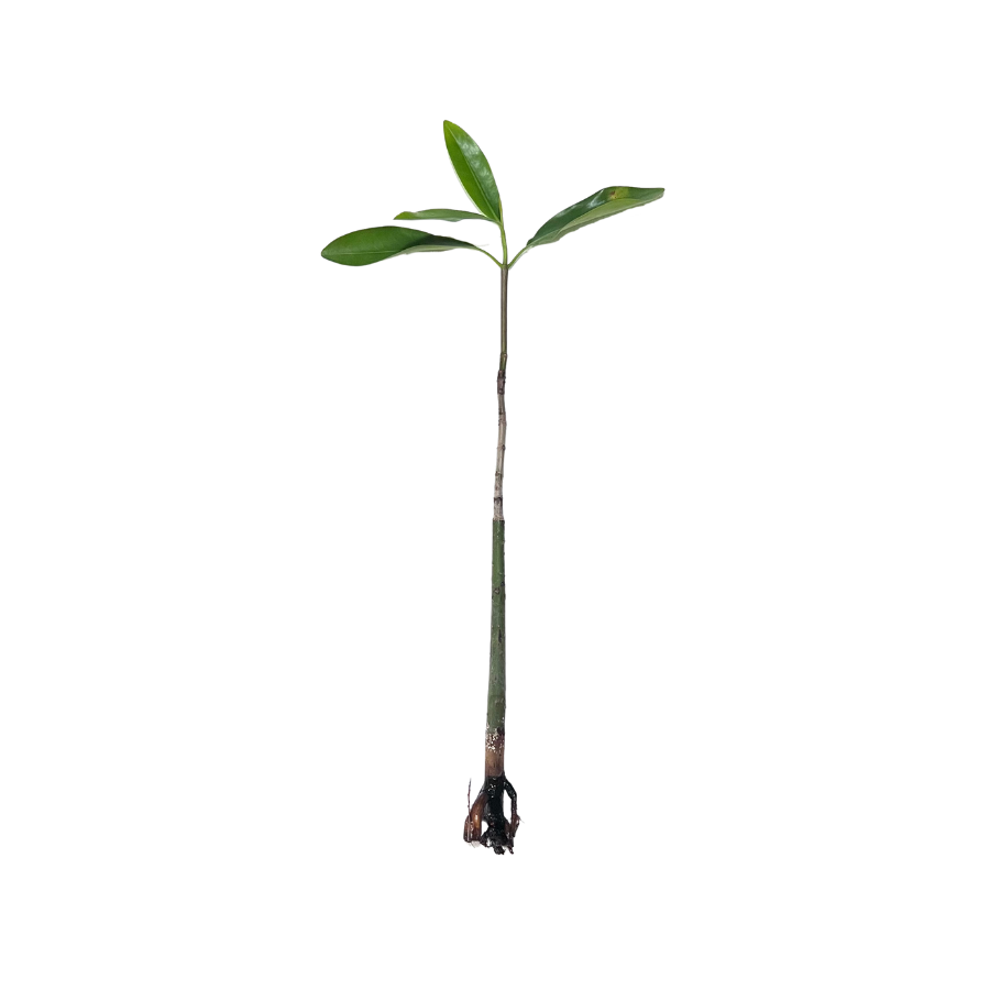 Red Mangrove Propagule WetPlants